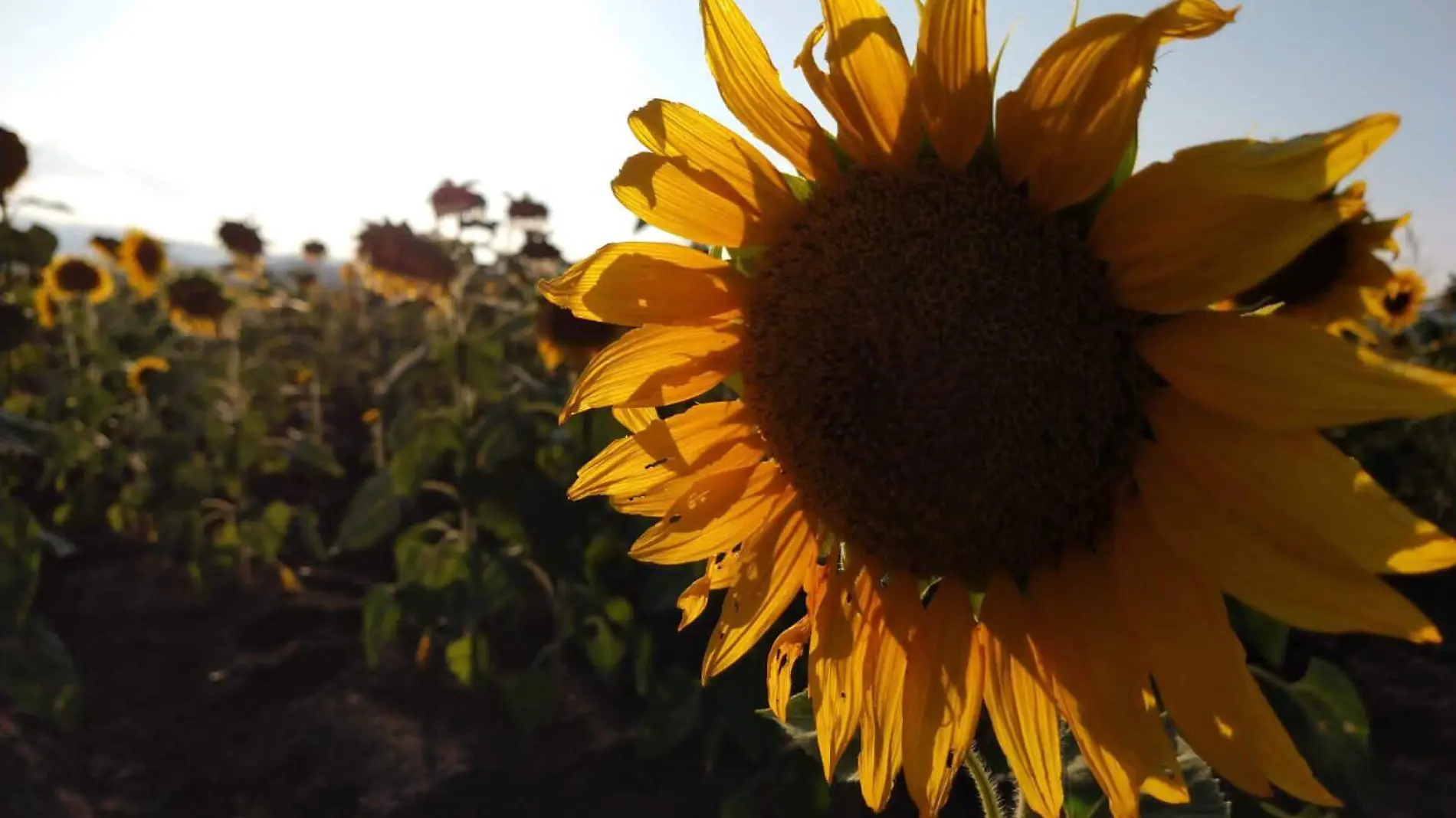 GIRASOL girasoles girasol 2